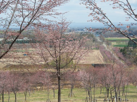 中札内の農村風景も春本番"桜六花公園”のサクラも開花。