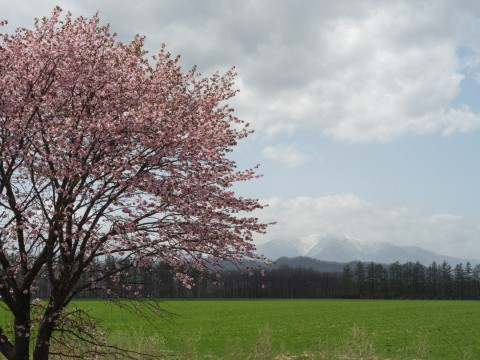 5月の中札内村・桜のある風景を散策してみました。