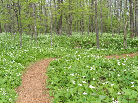 「六花の森」の”オオバナノエンレイソウ”はやっぱり見事!