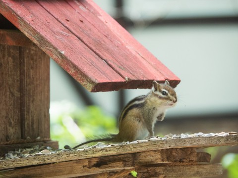 コロナ禍での癒しは・・”エゾシマリスさん”と”タイツリソウ”