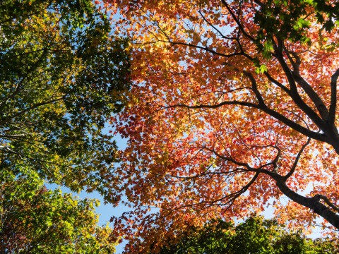 風情があります!「中札内美術村」の紅葉が見頃になってきました!