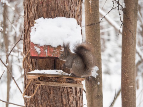 約3週間振りの積雪・・たまに降る雪は良いですね!