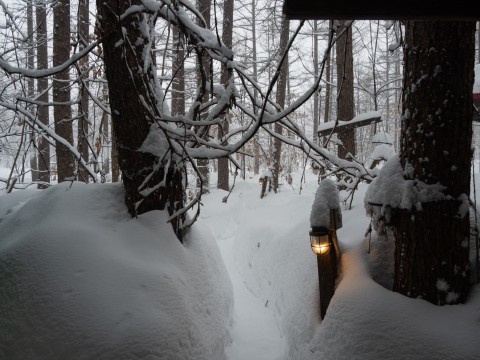 やっぱり来たな3月のドカ雪、50センチ以上積もりました!