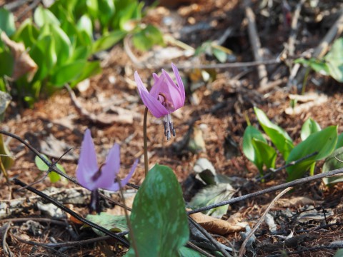 いよいよ春?カタクリなど春の花が咲き始めました!