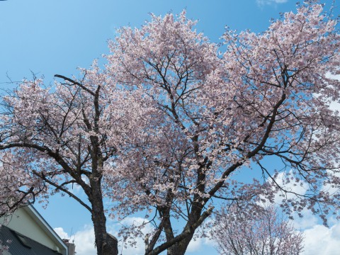 村内の桜がこんなに早く咲くのは・・初めてかな?
