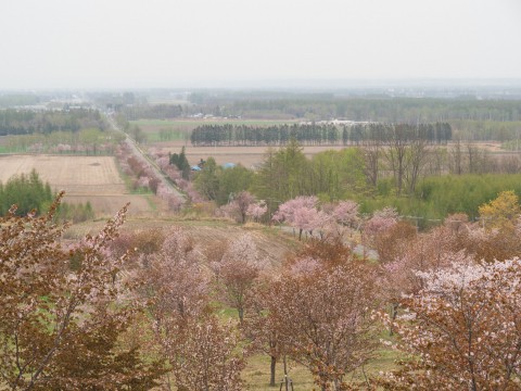 少し出遅れてしまったが「桜六花公園」の桜は綺麗ですね!