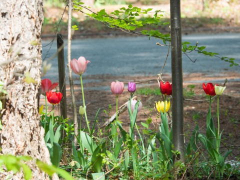 季節を感じられる庭・エゾリス君のガーデンは春の花が満開!