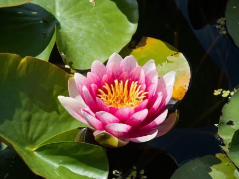 久し振りに訪れた「十勝ヒルズ」睡蓮の花が可憐です。