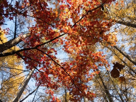 カラマツの紅葉がヤマモミジと同時に見頃・・絶景です。