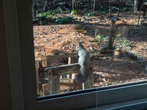 カラマツの葉が落ちたら、遅い夏休み?12/12まで休館です!