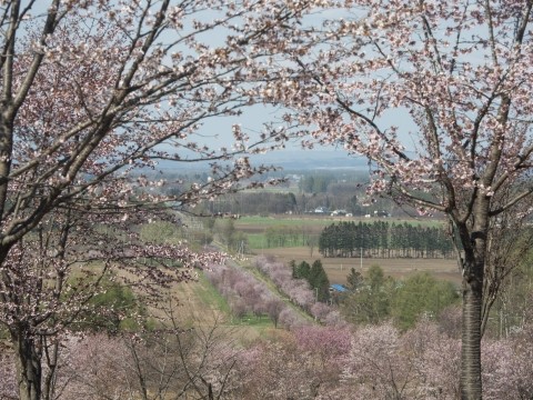 今までで最も早い?中札内村の桜が満開になっています!