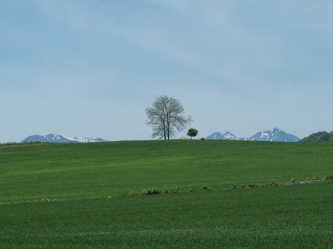 5月下旬、中札内村の農村風景と日高山脈の眺望がお気に入り。