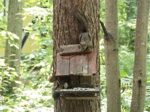 夏の繁忙期につき、エゾリス君5匹シマリスさん3匹体制で・・