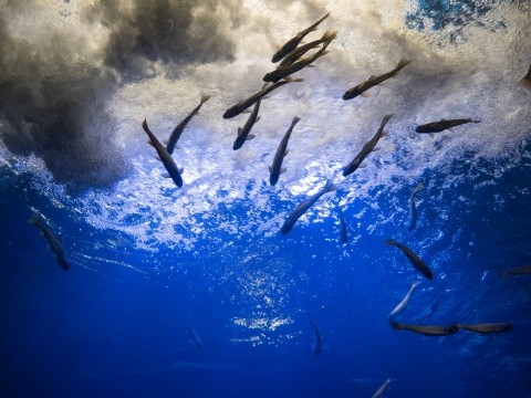 秋の休日、温根湯温泉と北の大地の水族館へドライブ(1)