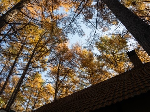 今年は1週間遅れ?カラマツの紅葉が黄金色の絶景!