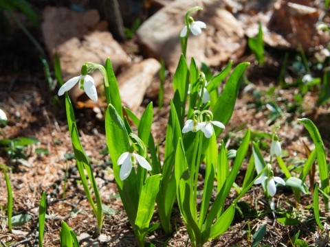 スノードロップ、クロッカスなど春の花が咲き始めました!