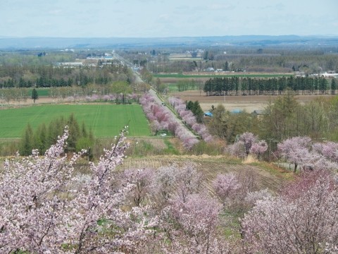 "桜六花公園”と”村道沿いの一本桜”中札内村の桜がほぼ満開です!