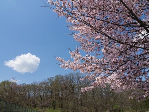 満開の桜「帯広緑ヶ丘公園」と中島みゆき展「帯広美術館」