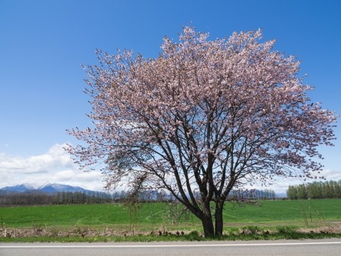 昨年より1週間以上遅れて「桜六花公園」の桜が見頃です!