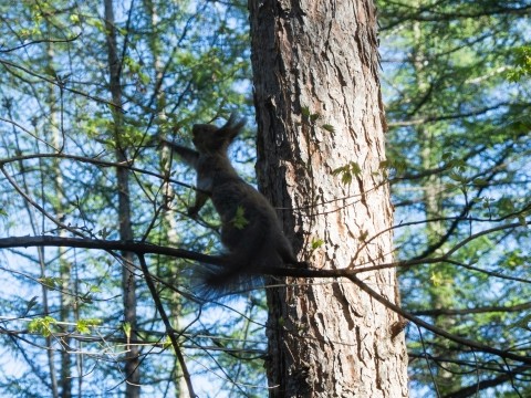 春の山野草が咲くカンタベリーで新芽を食べる”こりすちゃん”!