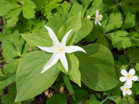六花の森のオオバナノエンレイソウが見頃、奇形の花も・・!