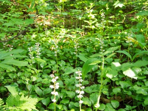 6月の山野草ベニバナイチヤクソウが庭一面に咲いています。
