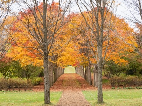 紅葉真っ只中の美術村庭園・・秋の中札内美術村が素敵です!