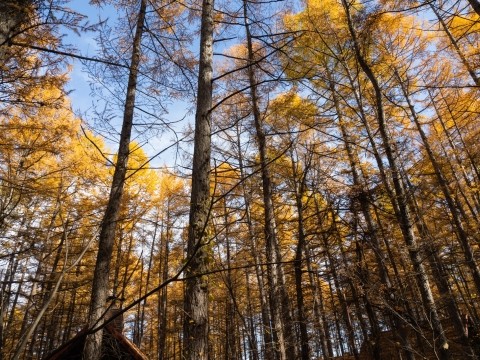 カンタベリー周辺のカラマツの紅葉がピークを迎えました!