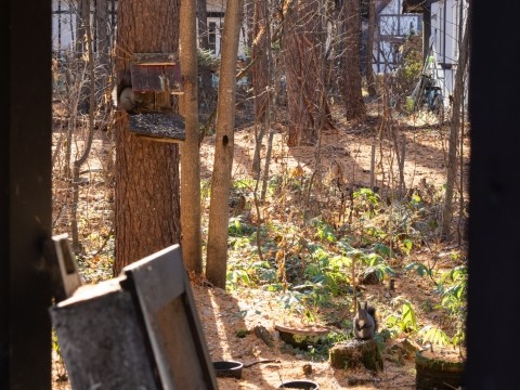 カラマツの葉っぱが落ち、雪が降る前に、エゾリス君は大忙し!