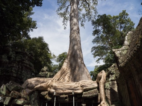 2025カンボジア・アンコールワットvol.3～象のテラスとタ・プローム～