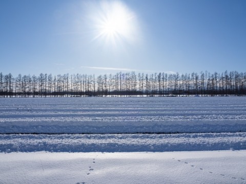 十勝らしい晴天の冬、元じゃがいも畑の掘り起こしと防風林。