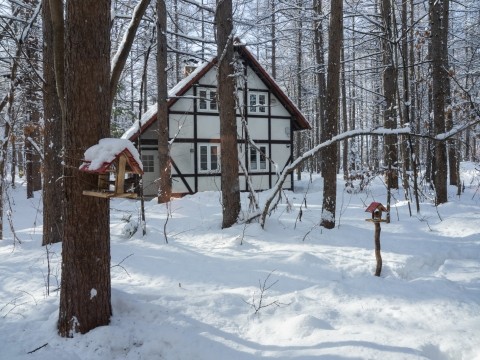 エゾリス君かと思ったらカケスさんが新しい小屋を占有しています。