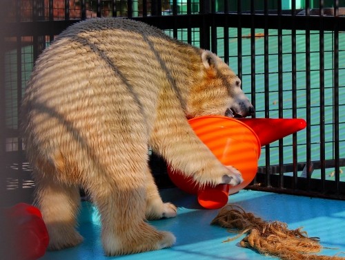 おびひろ動物園夏季開園最終日 おもちゃ編