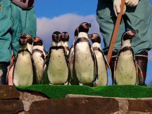 11月23日・釧路市動物園～ペンギンのお散歩