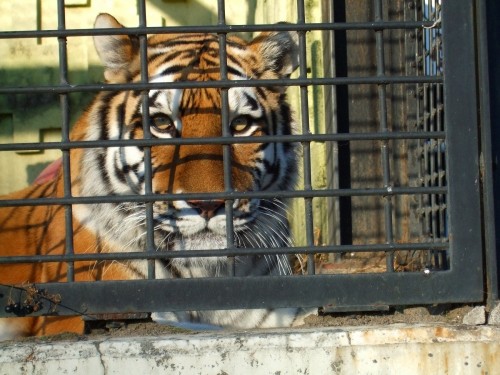 釧路市動物園の猛獣のみなさん