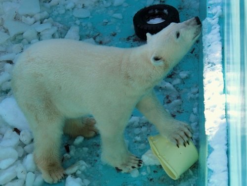 お誕生会のイコロ　２