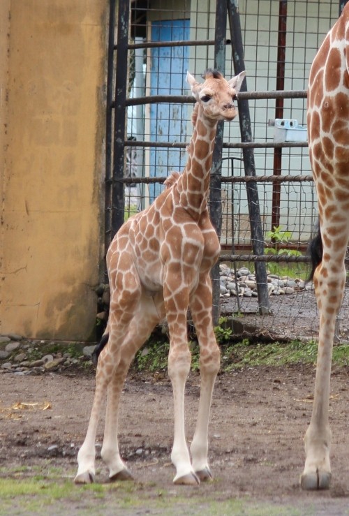 リボンとベイビーちゃん