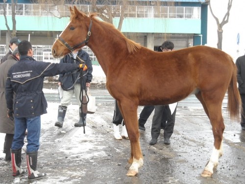 乗用馬生産