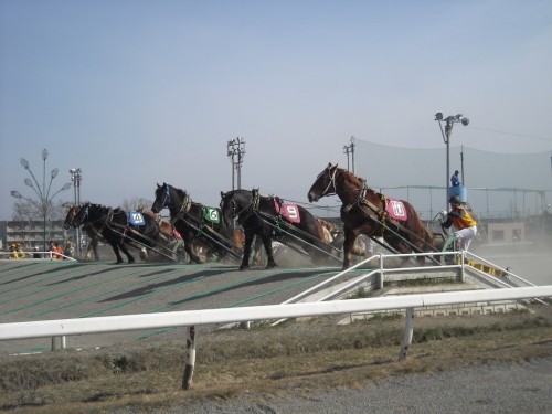 新馬デビュー!注目馬紹介!!