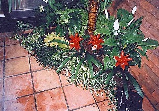 インナーガーデンを作るの巻き