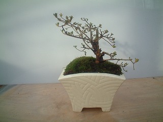 ミニ盆栽をつくる～サツキ編～
