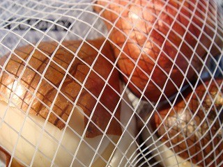 タイガーウッズとランジェリー