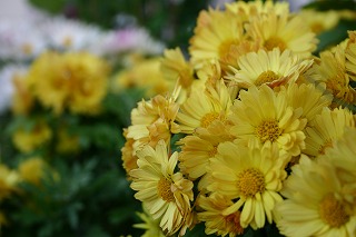 もう、マムしか見えない。