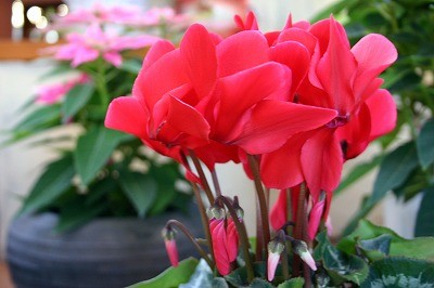 第壱話　昨日の入荷