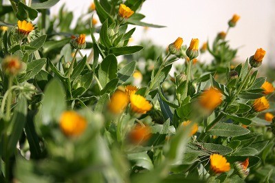 冬を知らす、冬知らず