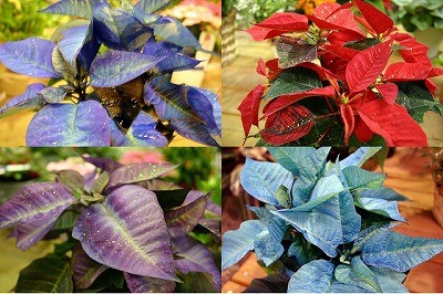 カラフル-ポインセチア