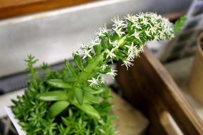 草食系男子と愉快な多肉系植物達