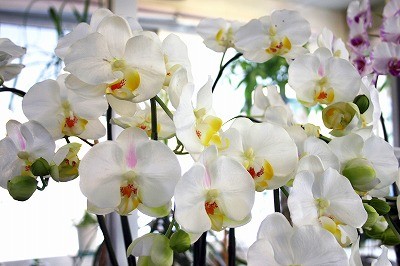 光触媒戦略３つのポイント