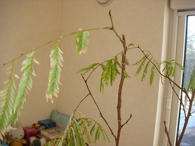 この時期の観葉植物の管理