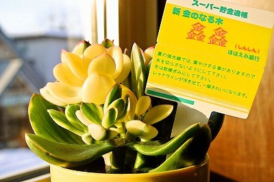 新　金のなる木　byほほえみ銀行